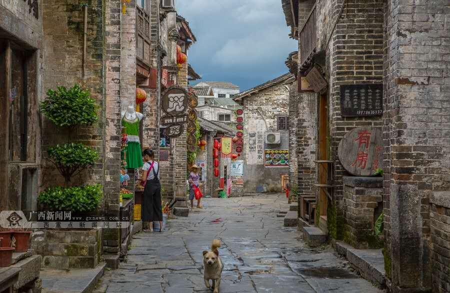 二哈大战乌龟,狗牙差点被硌掉,这个二哈绝对纯!